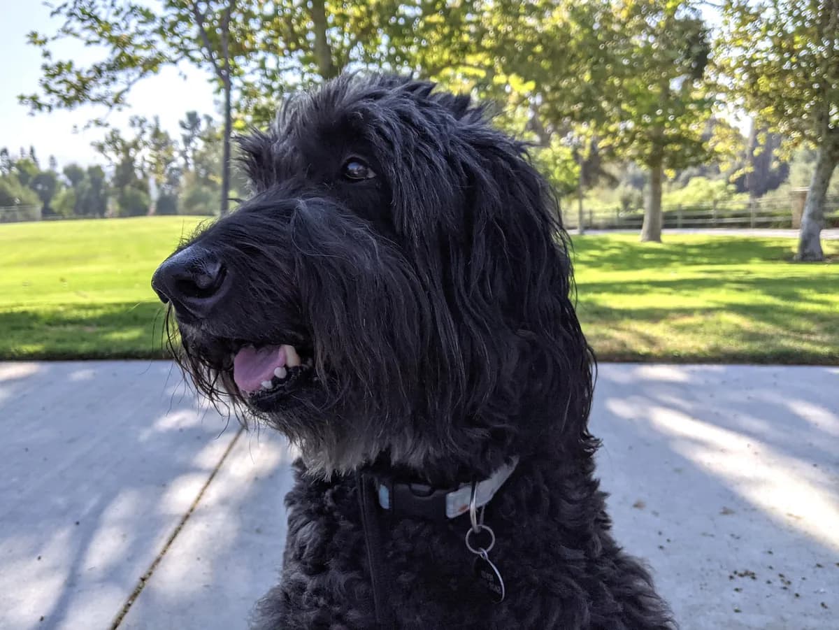 Polisen varnar för förgiftat kött funnet i parker i västra London