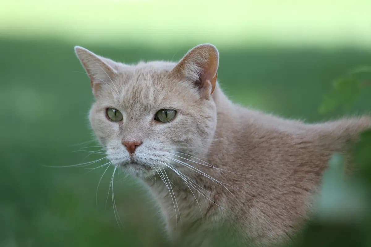 Övergiven katt återförenas med ägare efter grannes ingripande