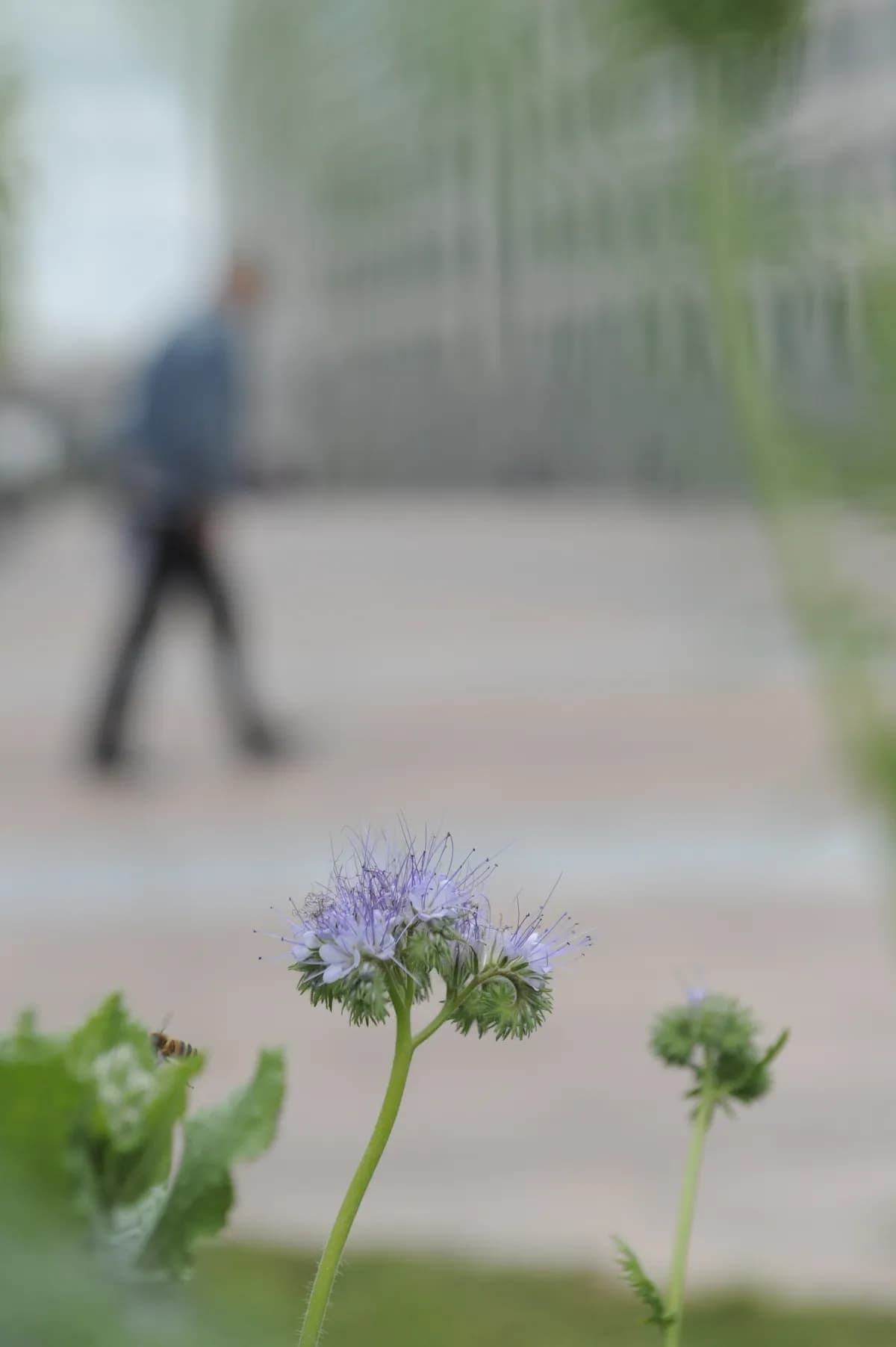 Göteborg gör om gräsmattor till blomsterängar för bin