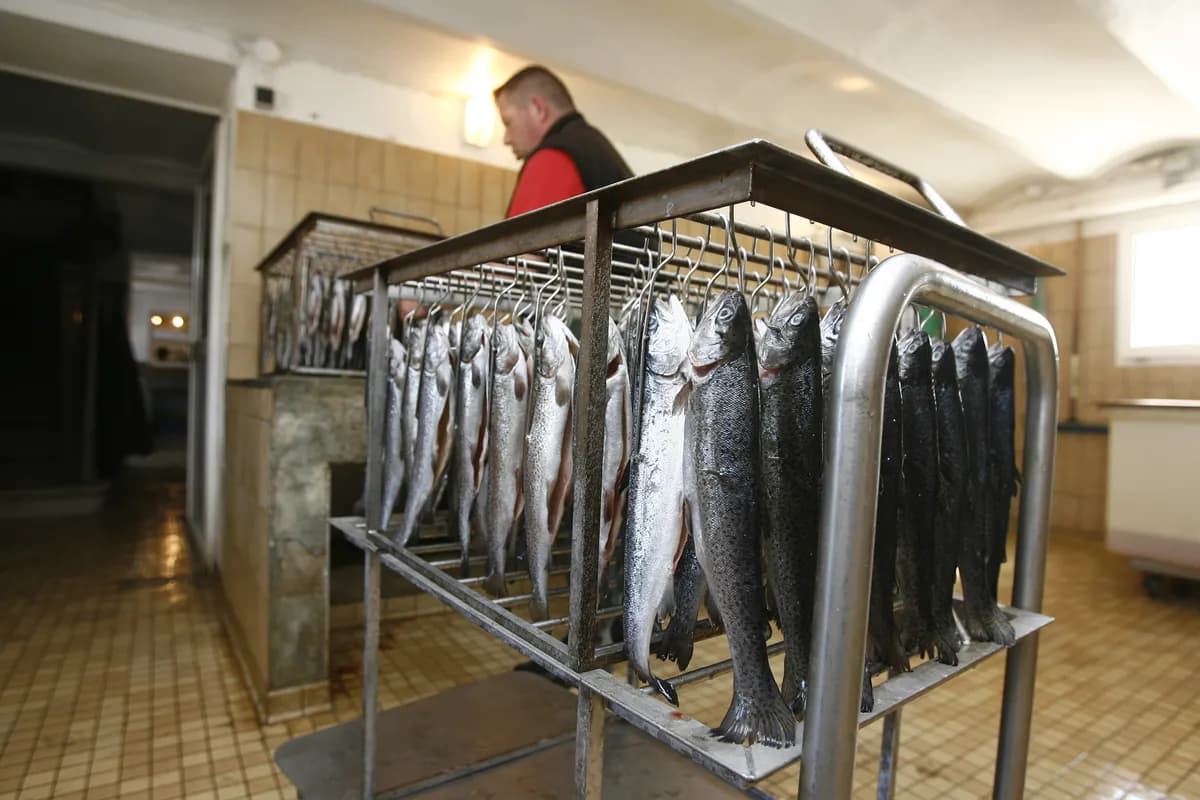 Norwegian farmer saves 400,000 kroner with fish oil urea