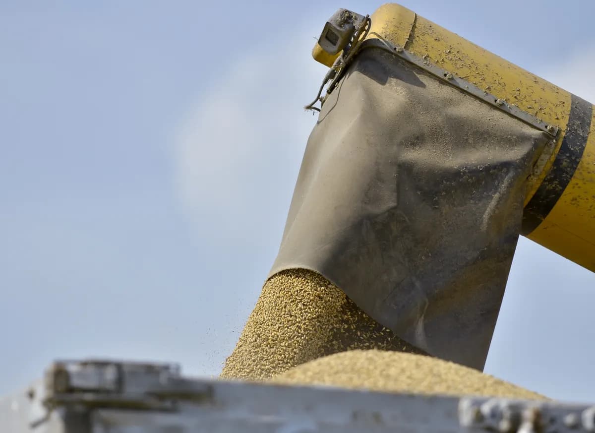 Mössplåga hotar australiska spannmålsbönder före såsäsong