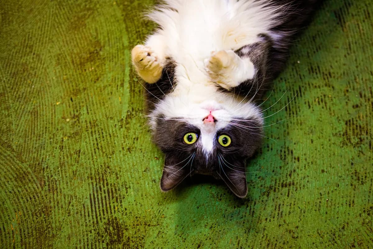 Rävungar hittades i bilens underrede, kattunge räddades och adopterades