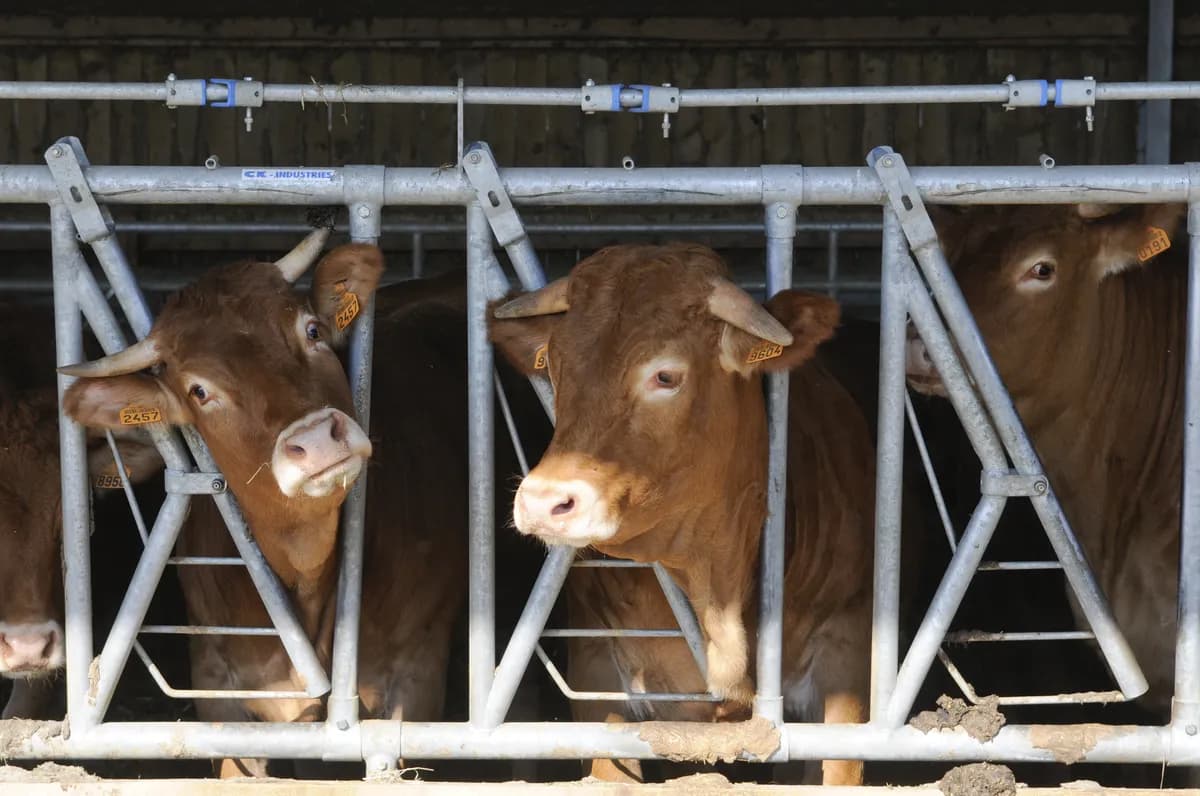 Russian authorities forcibly cull livestock in Siberia amid disease outbreak