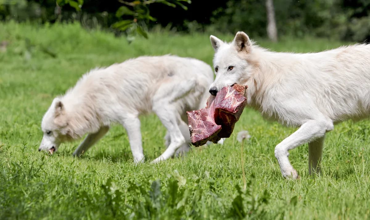 Övergiven lejonunge Crimson räddad i kritiskt tillstånd på Oakland Zoo