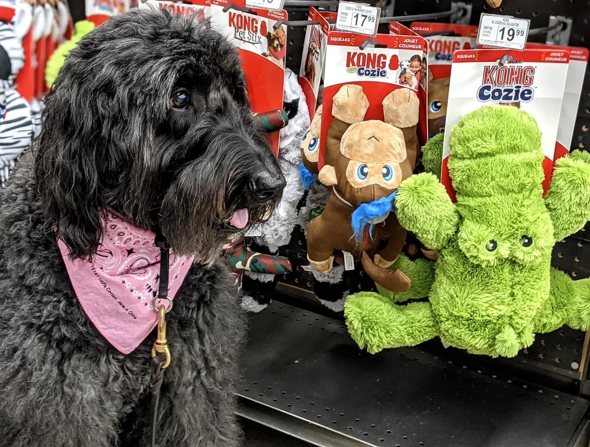 Linda Perlström tar över Arvika Zo i Sverige