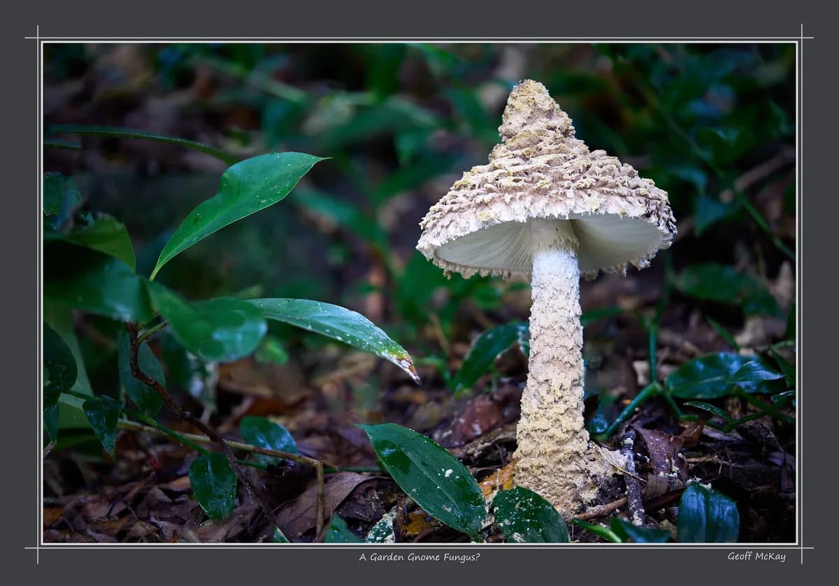 Sällsynt svamp stoppar avverkning i Bjurholm, utlöser miljonböter