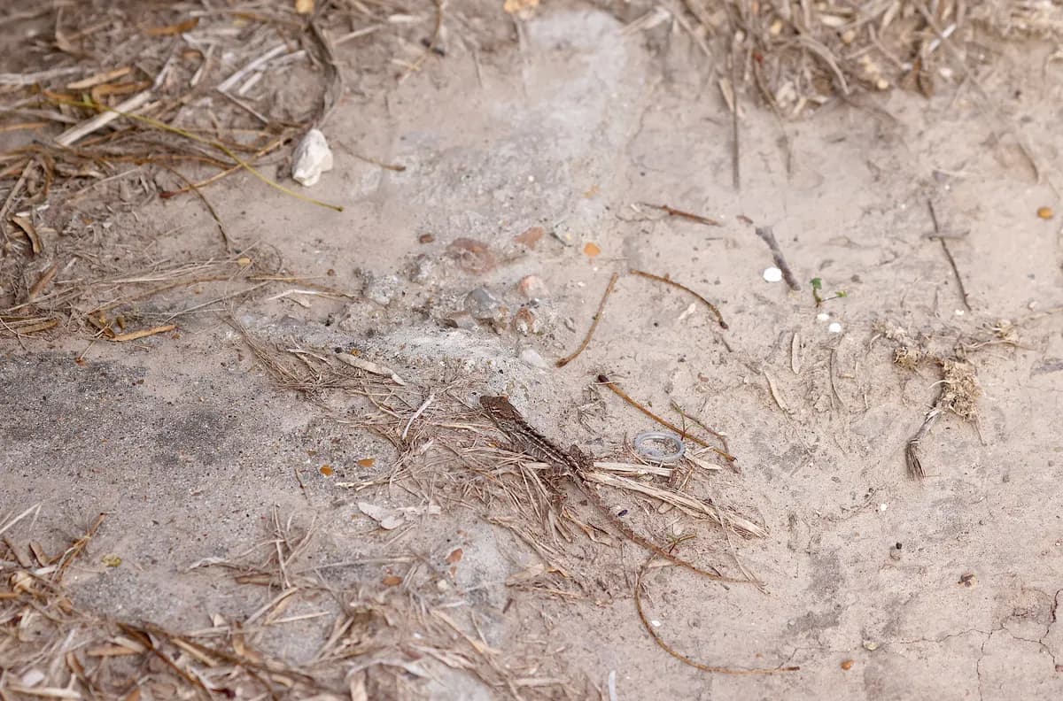 Sverige reglerar 34 invasiva arter som utgör miljörisker