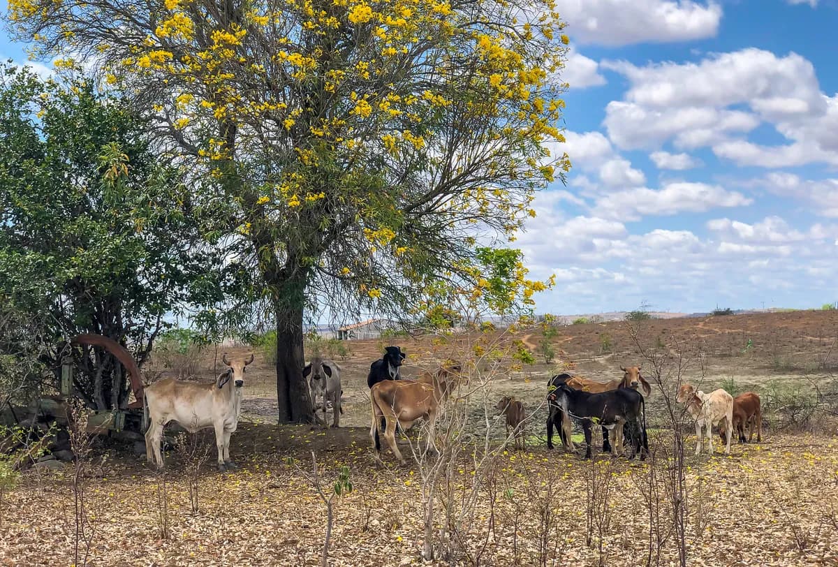 Fire destroys farm building in Nordland, 80 cattle likely perished