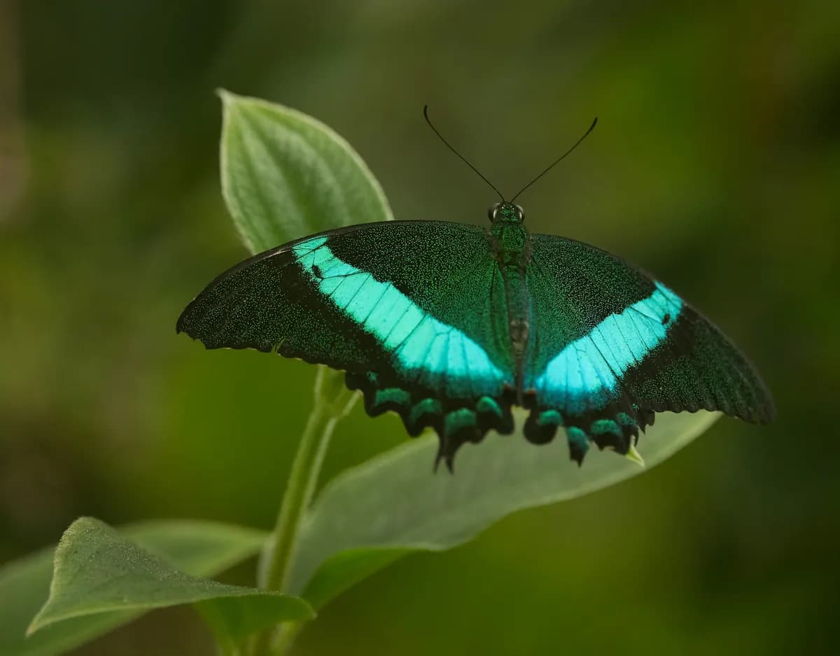 Regissören Jupither ger en nyanserad bild av Puccinis 'Madama Butterfly'