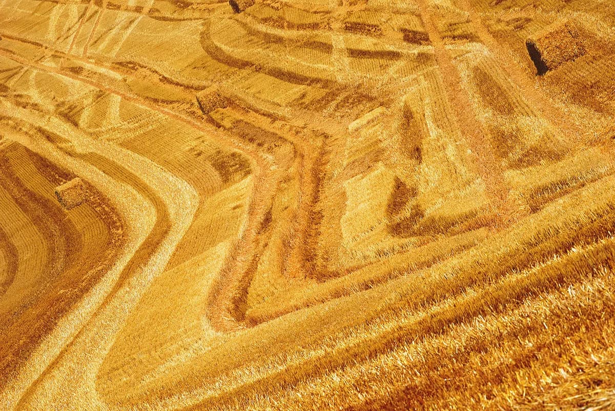 Genredigerat vete minskar cancerframkallande akrylamid i bröd, visar fältförsök