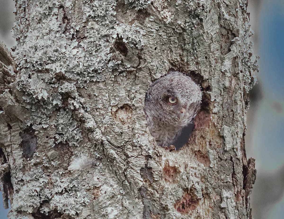 Icke-inhemsk berguv upptäckt levande vild i Wolverhampton, Storbritannien