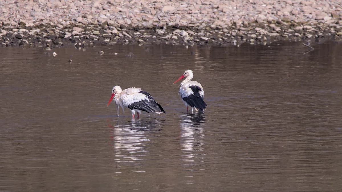 Nya storkplattformar installerade i Fågeltofta för att hjälpa häckande fåglar
