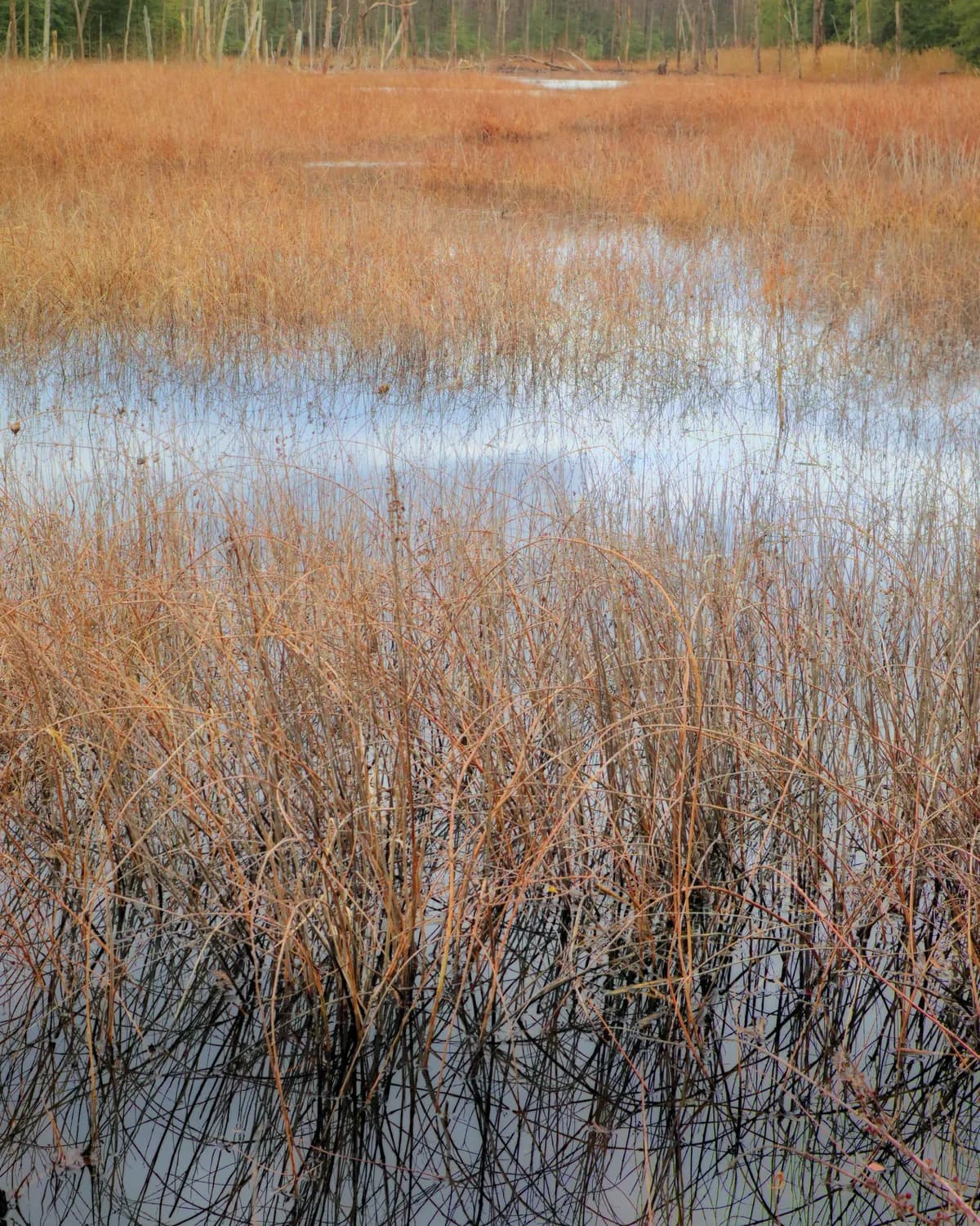 Våtmarksprojekt i Västmanland får finansiering och visar miljönytta