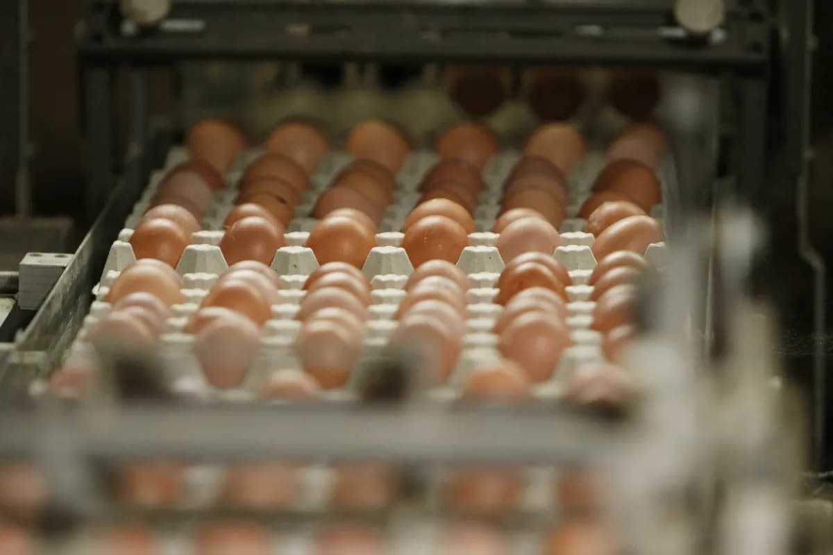 EU egg prices surge as US market sees sharp decline amid bird flu recovery