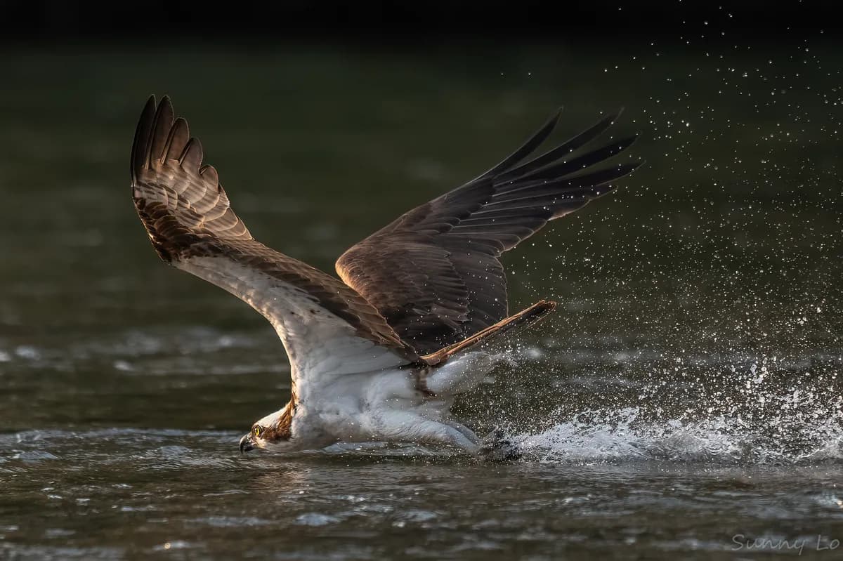 Ospreys breed in Dorset after translocation success
