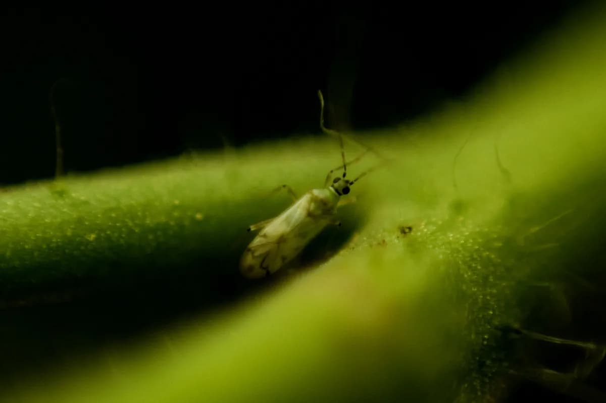 Vägglöss ökar i Stockholm – experter uppmanar till vaksamhet