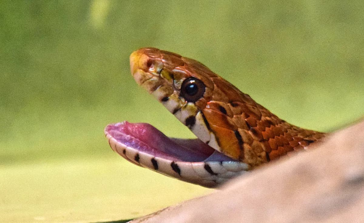 Kobra dödade tysk turist under ormshow i Egypten