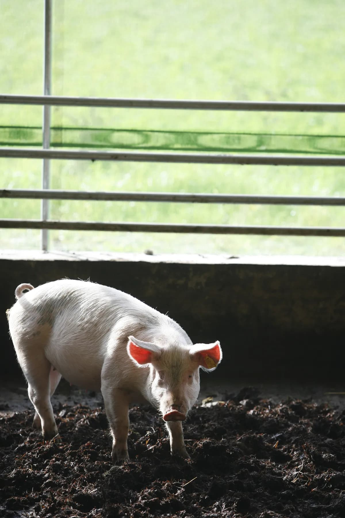 Djurförbud utfärdas för grov långtidsförsummelse i två svenska fall