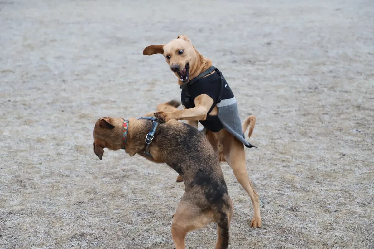 Studie analyserar nästan 6000 hundskadefall över 16 år i Sverige