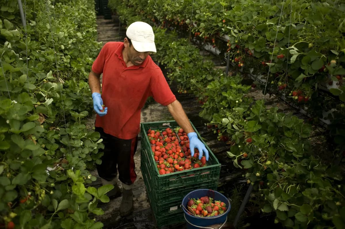 Solberg planerar stort tomatväxthus norr om Oslo