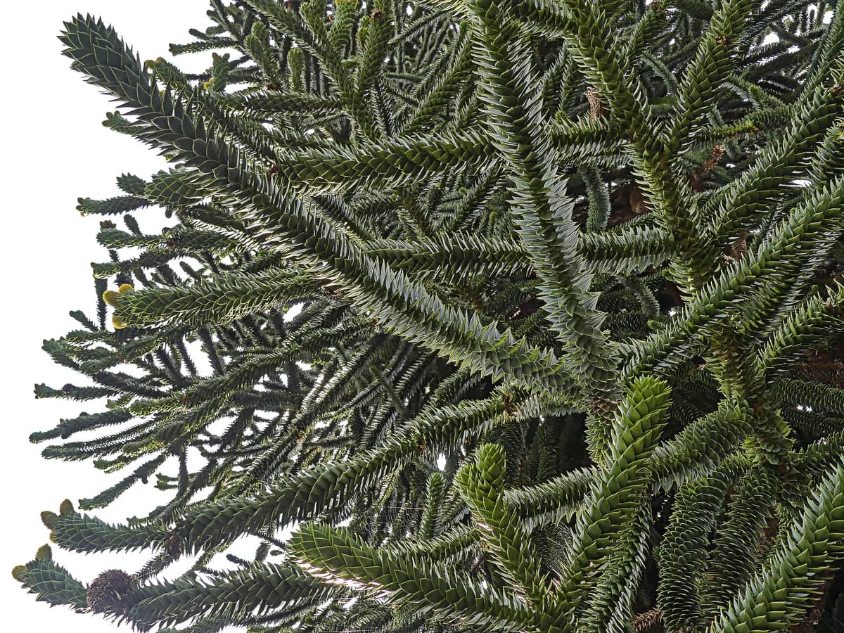 Första Barbarymakakens genom sekvenserat för att hjälpa bevarandet