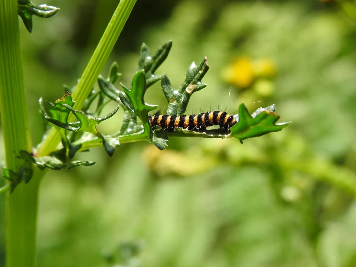 Brittiskt kommun varnar för hälsorisker från giftiga fjärilslarver