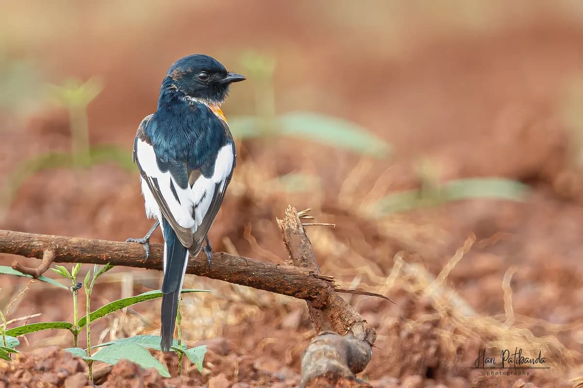 Sällsynt vipa observerad i Sverige på grund av tidig migration