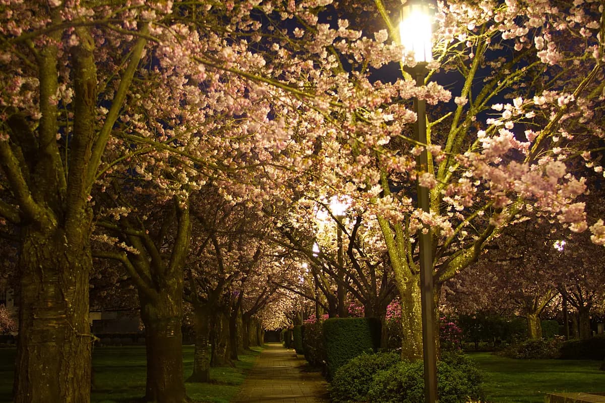 Hanami-festivaler blommar i Sverige för att fira japansk vår