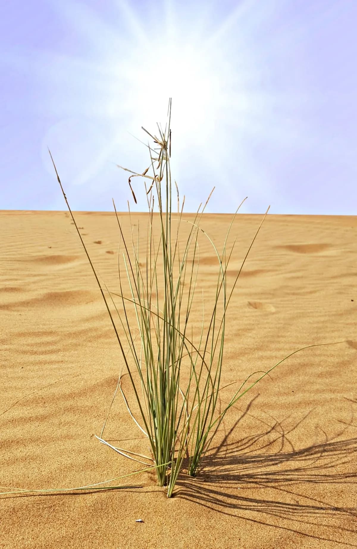 Vietnamveteran överlevde dagar i Arizonas öken