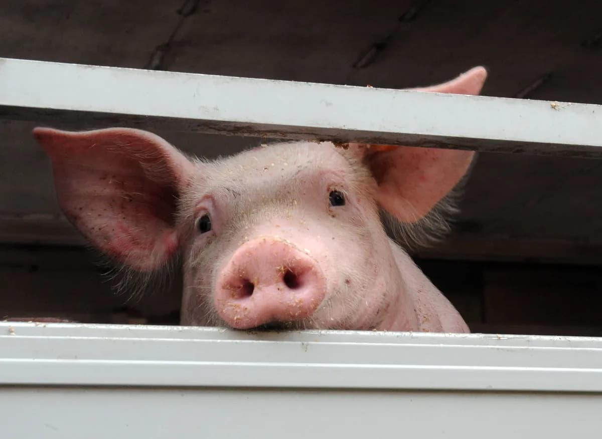 Sällsynta grisrasen minskar kraftigt