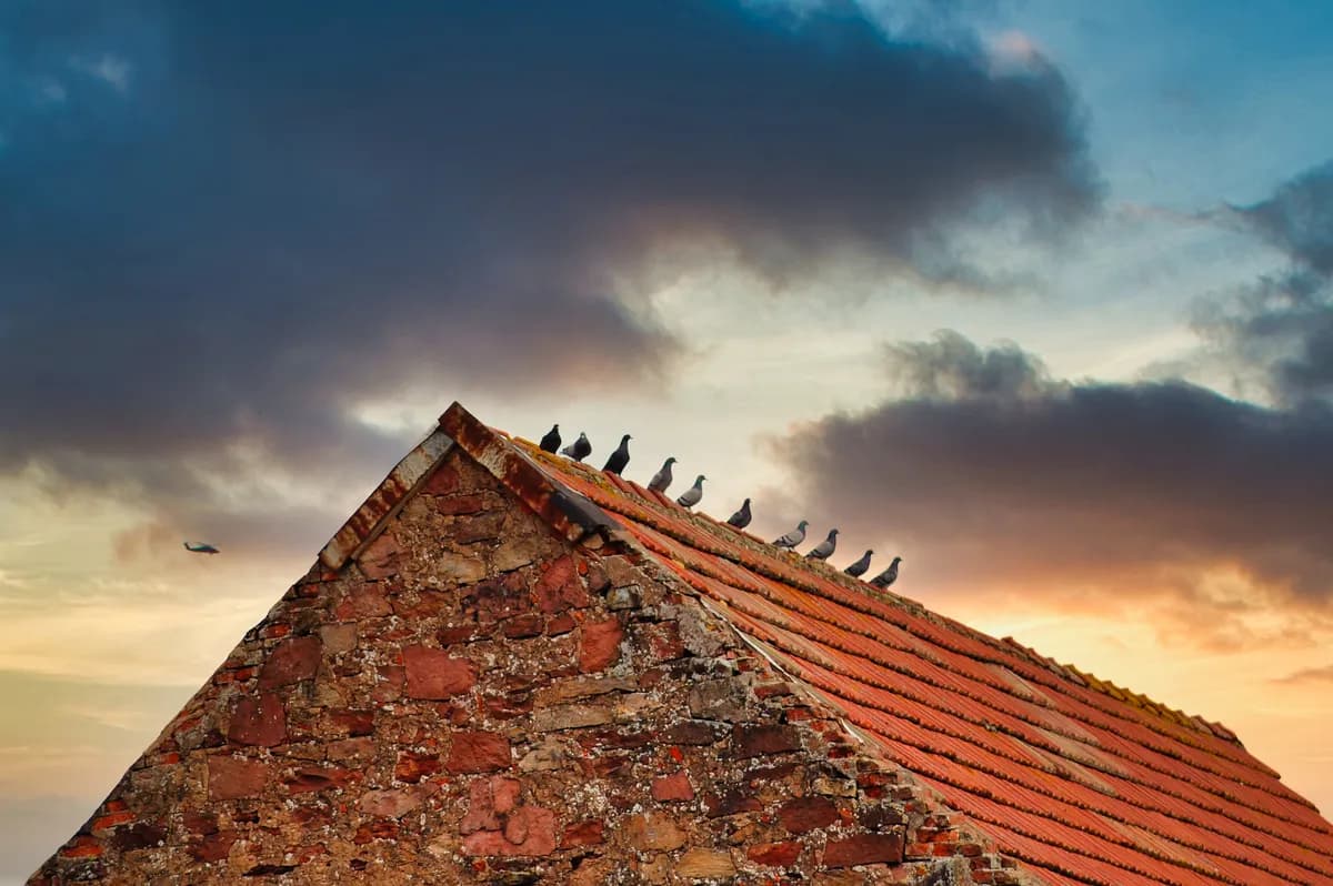 Duvor beslagtogs efter att ägarna häktades, lämnades obevakade på gård