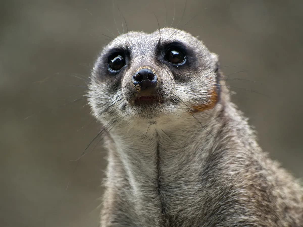 Två jättepandor debuterar på Smithsonian National Zoo
