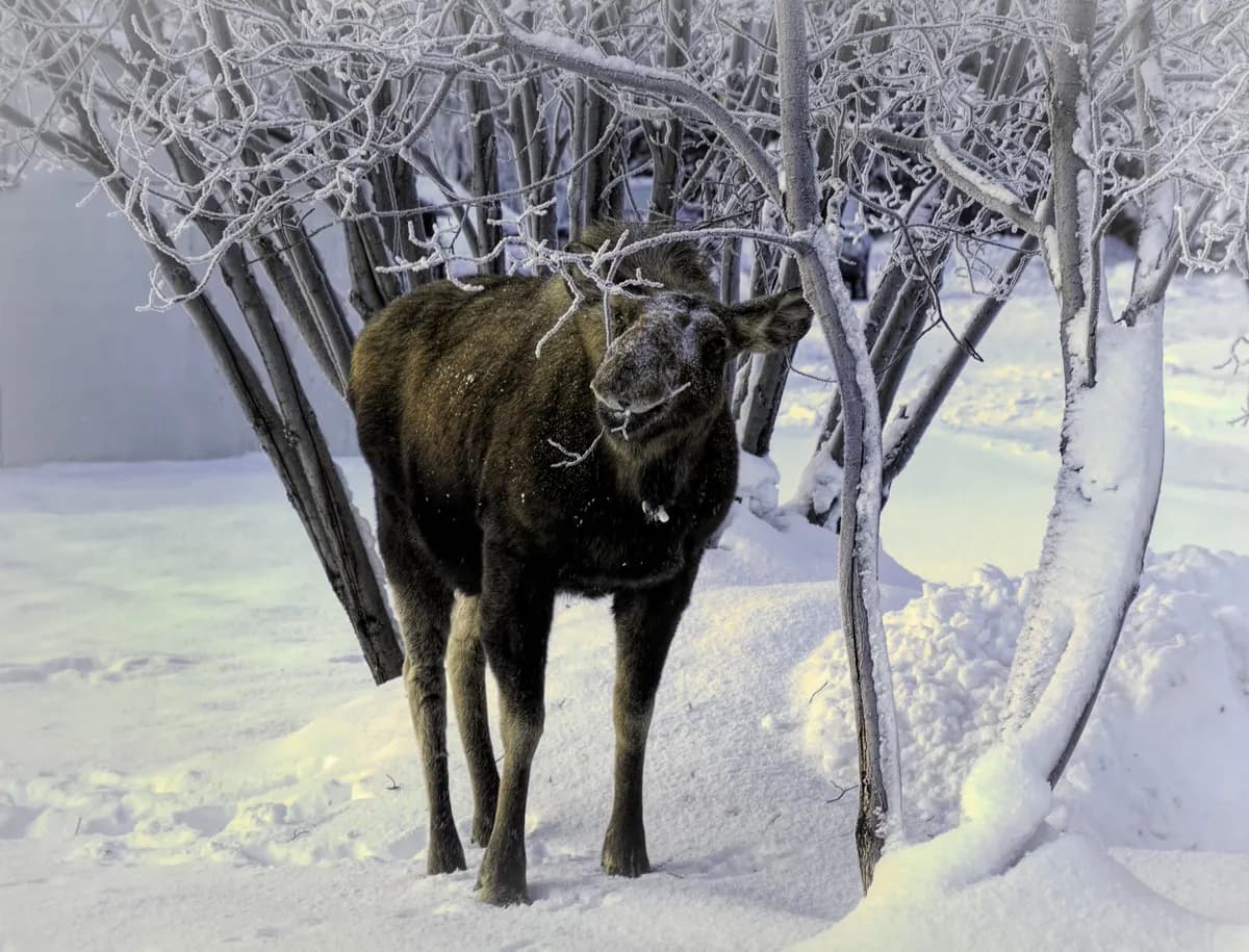 Famous Moose Complete GPS Tracking Project, Collars Removed