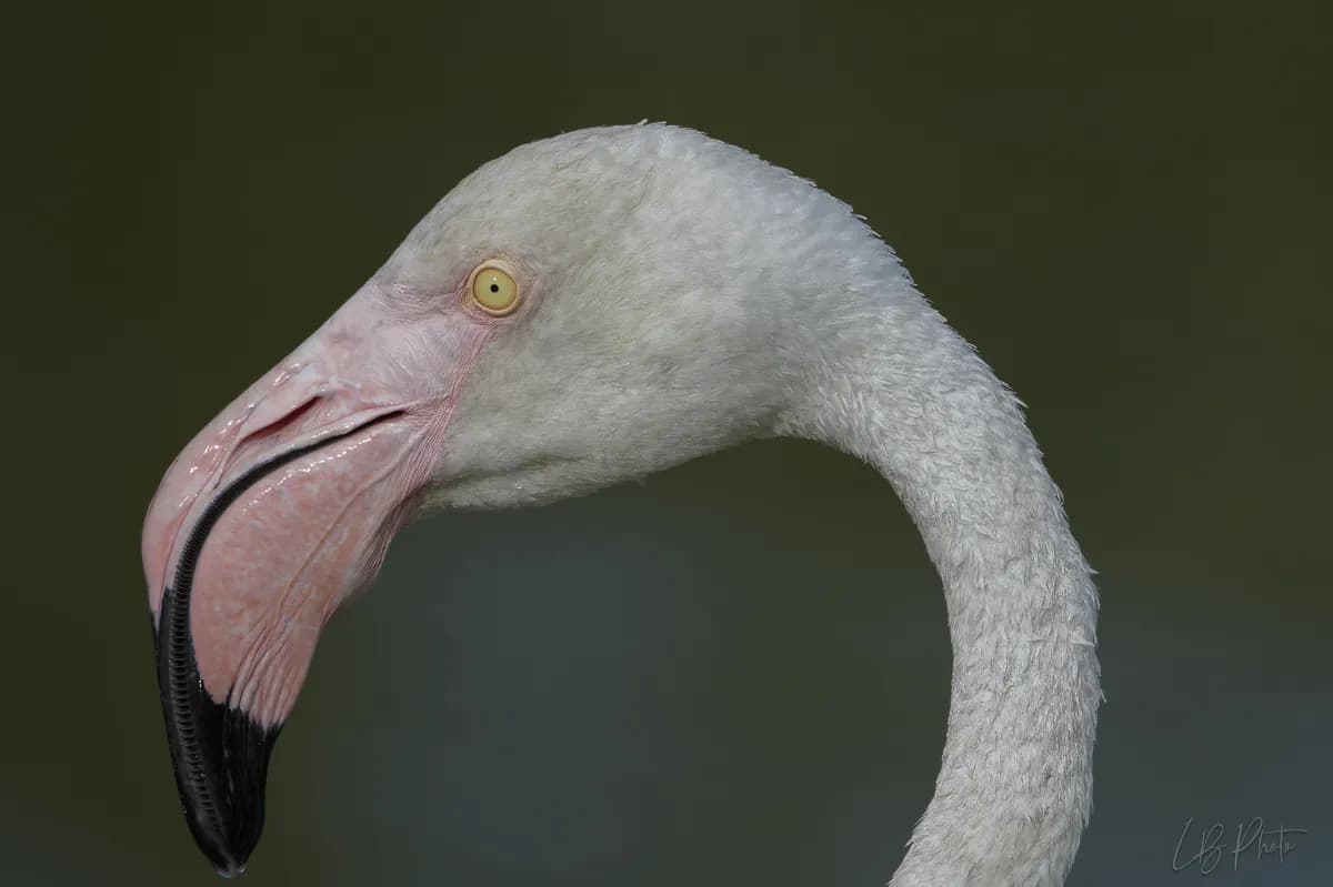 Canadian Tourist Arrested for Torturing Flamingo at Las Vegas Hotel