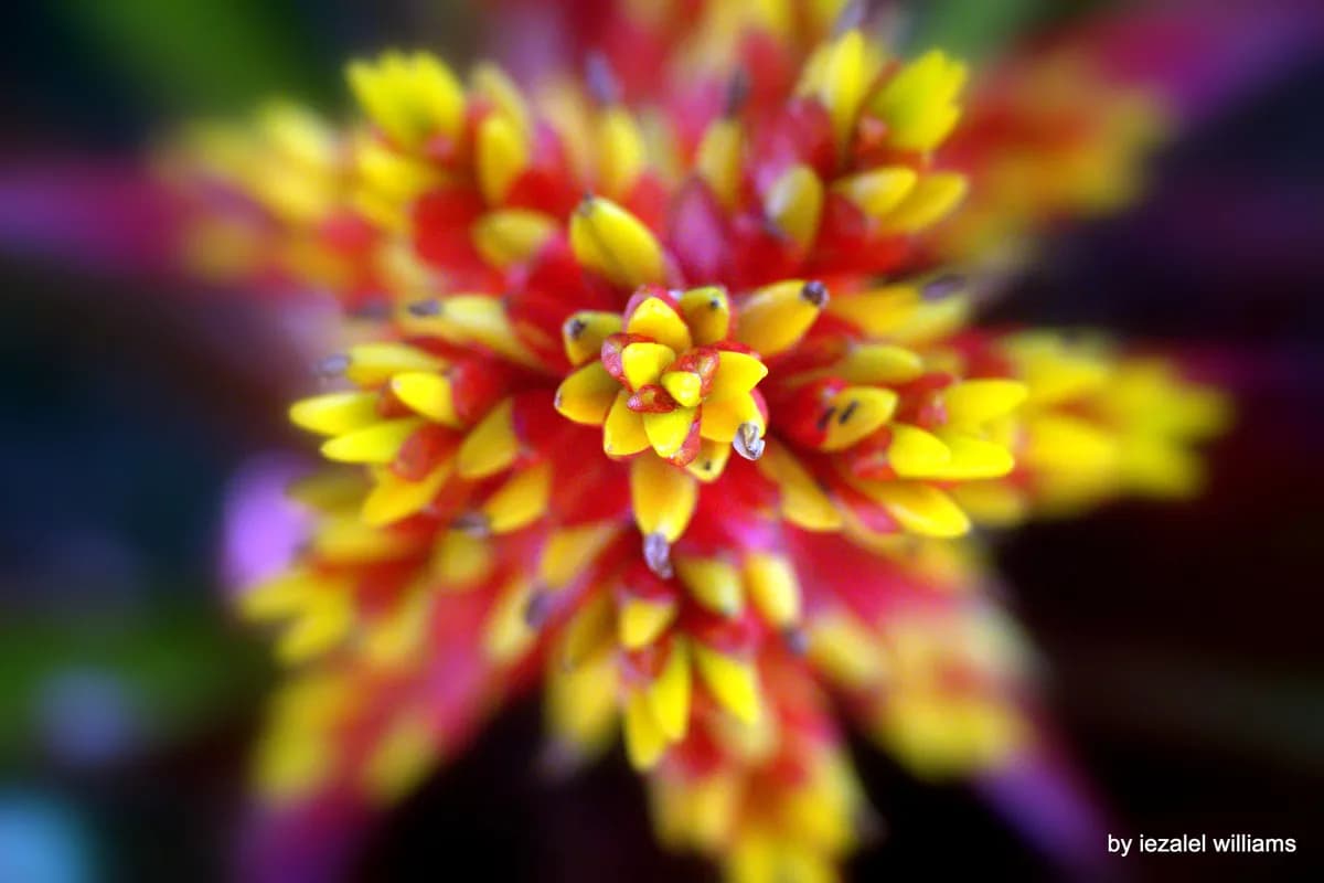 Första majblomman såldes i Mullsjö på tisdagen