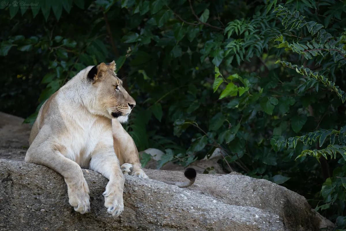Man convicted of serious species crime for trading stuffed protected animals