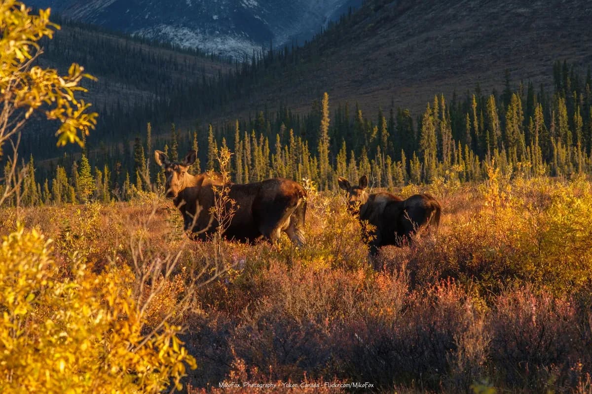 Svensk älgvandringssändningstradition bekräftad för i år