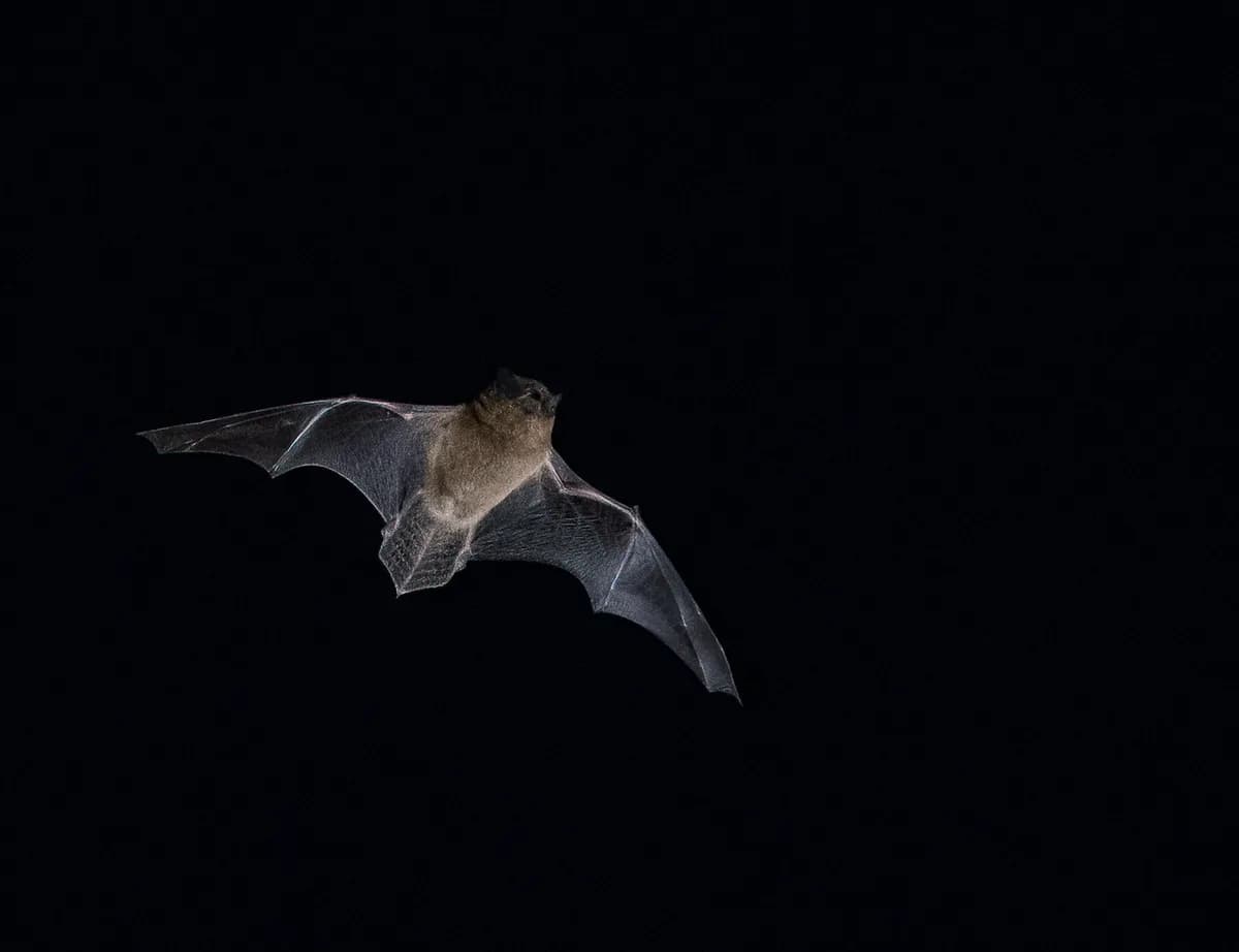 Kinesiska forskare utvecklar ny metod för att vaccinera fladdermöss mot virus