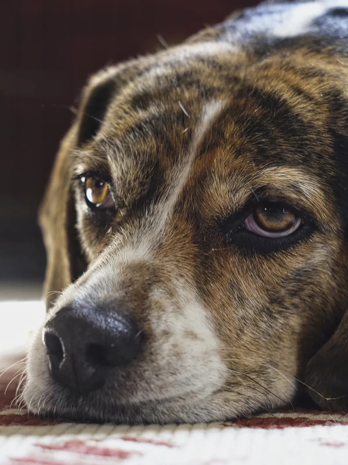 Svensk influencer får dödshot efter uttalande om hundar framför barn