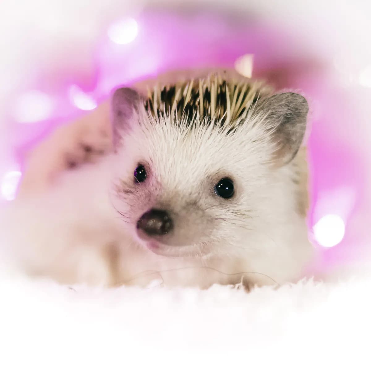 Igelkottar kan höra ultraljud, ger hopp om minskade vägdödsfall