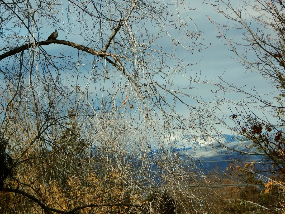 Gothenburg begins replanting after elm disease prompts mass tree felling