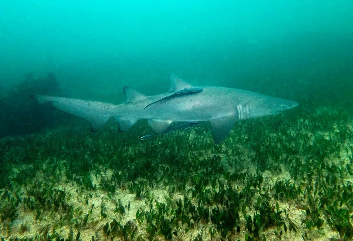 Netflixs 'Thrash' har premiär mitt i hajfilmsrivalitet