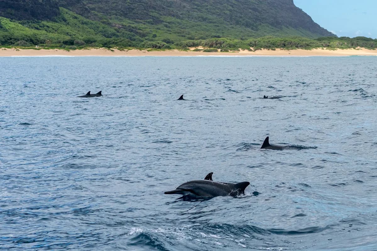 Ric O'Barry proposes moving Kolmården dolphins to natural pools