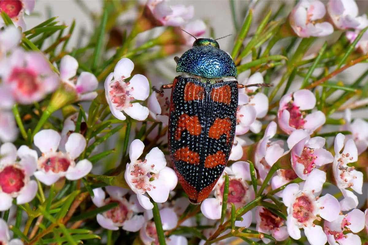 New beetle species discovered in Sweden after decade-long identification
