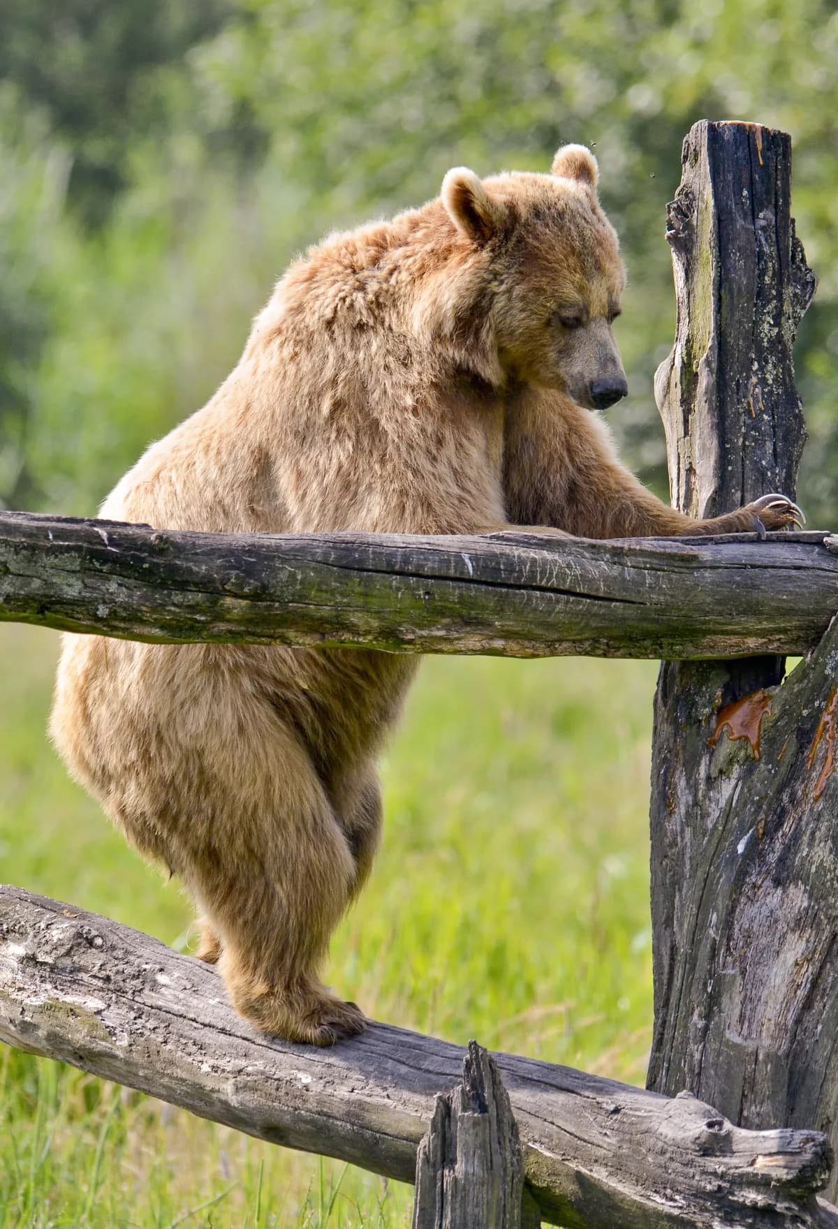 Tanzania: 518 dödade i valprotester