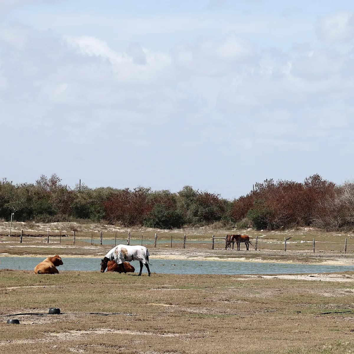 Littler och Bunting blir galopphästägare med Owen