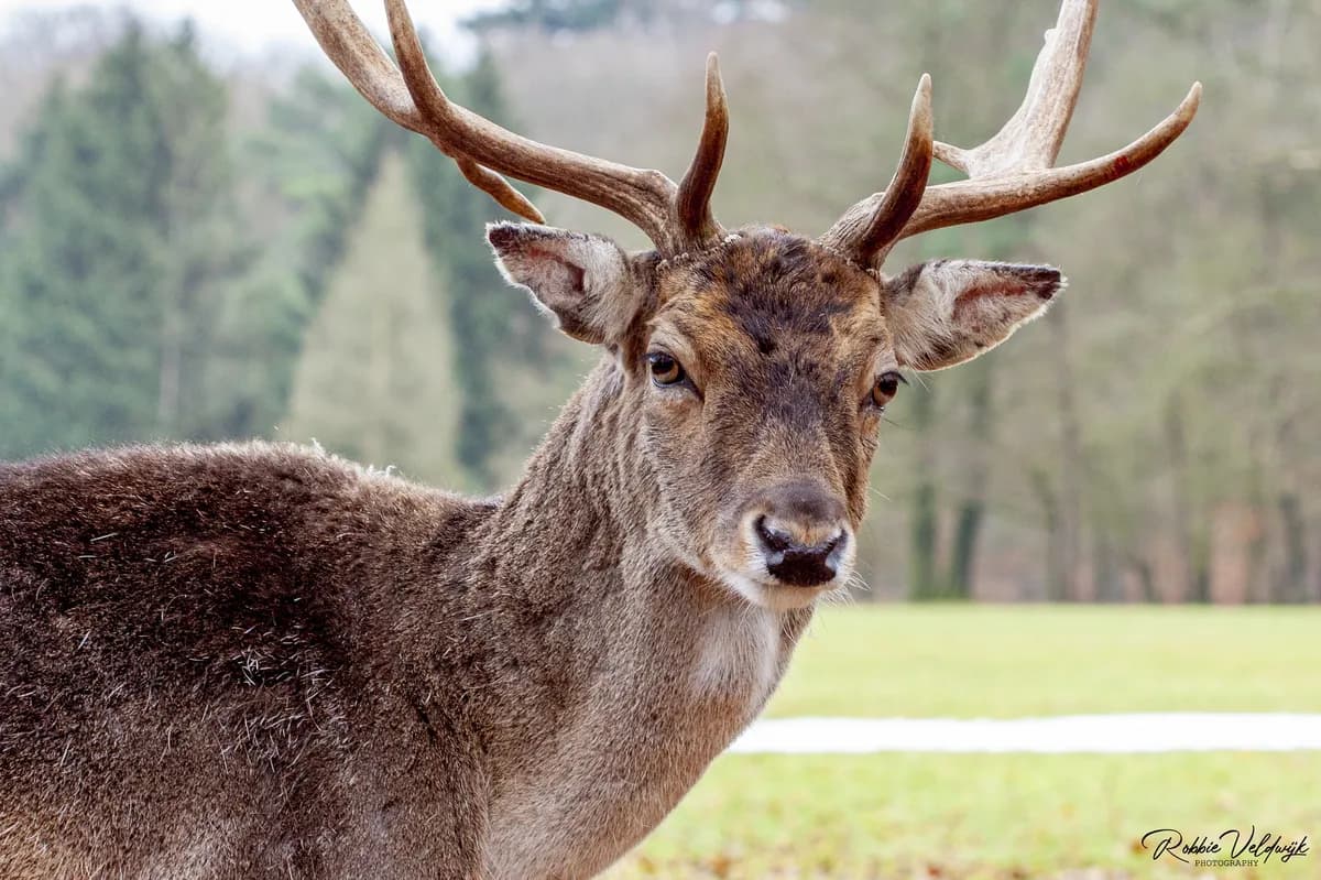 Norway funds project to cut deer-vehicle crashes