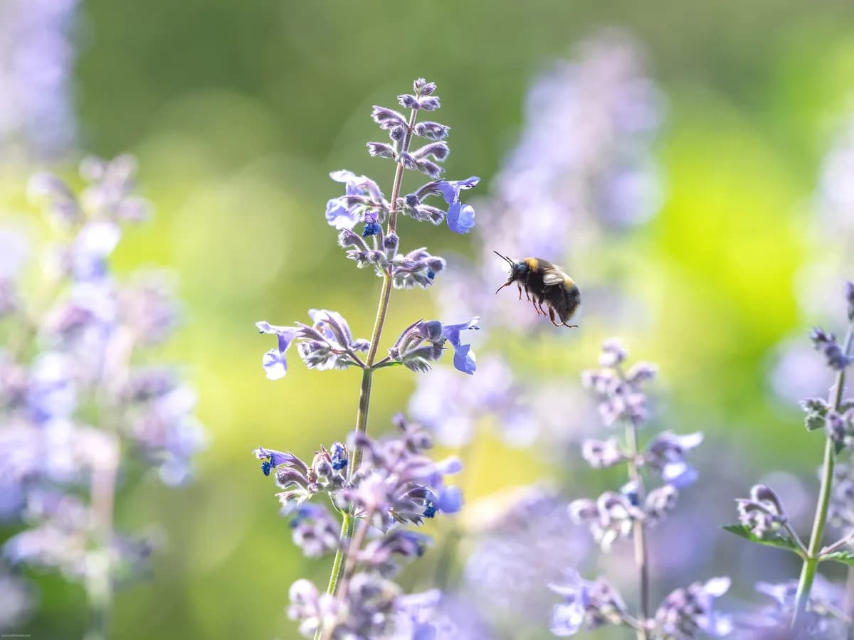 Bisvärm stör israelisk stad, hindrar militärflygplan från att lyfta