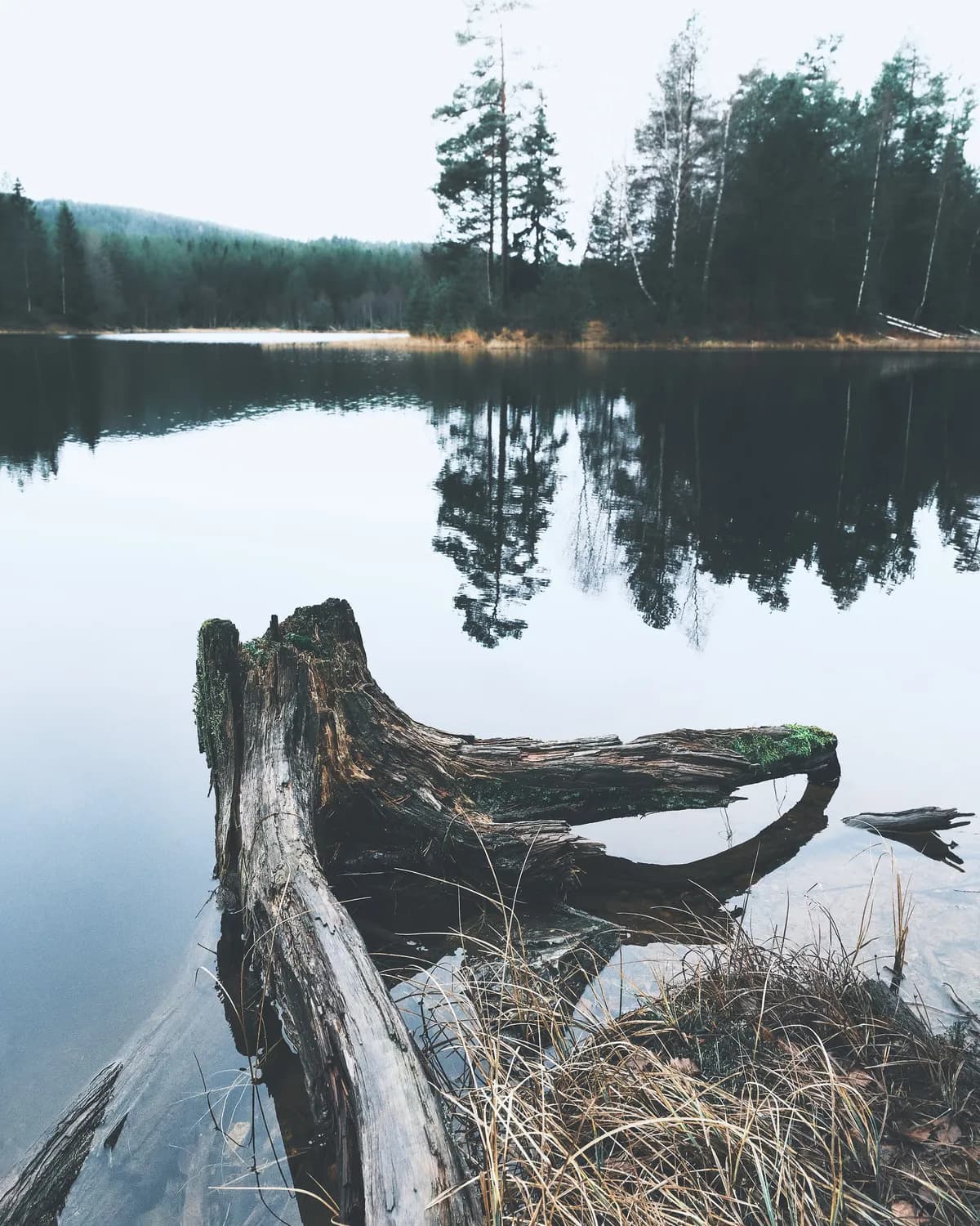 Döda fiskar i Uppsala damm – syrebrist misstänks