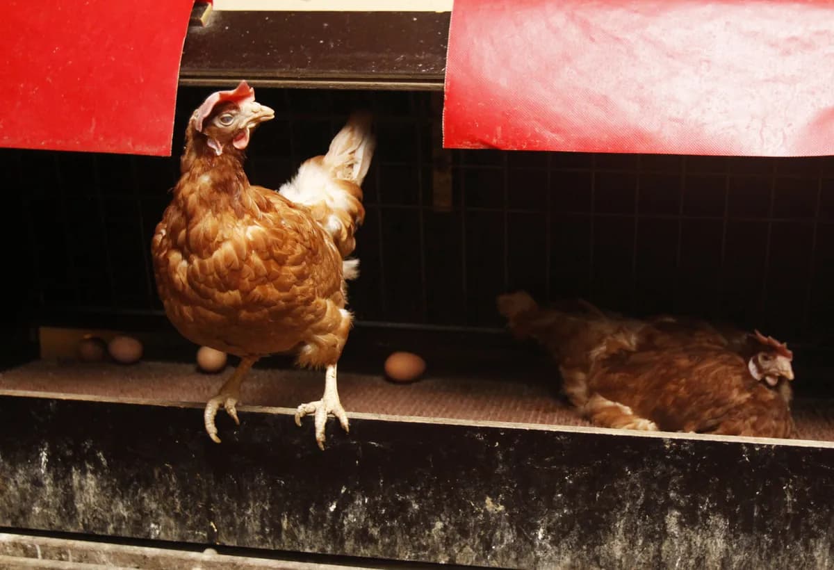 Svensk man föder upp höns för färgglada ägg